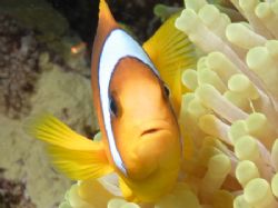 incredible nemo ! by Eric Poulin 